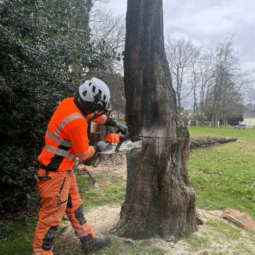 local Tree surgeons